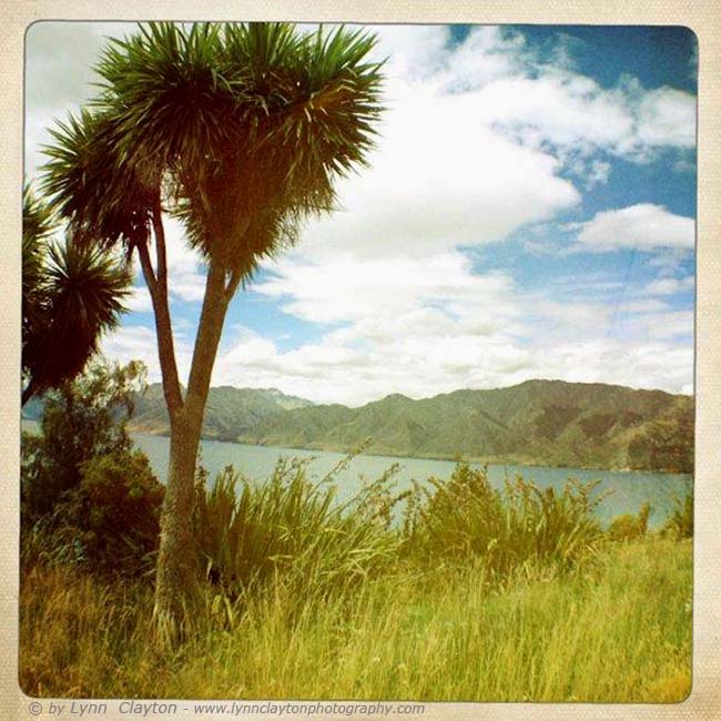 Cabbage Tree, Lake Hawea